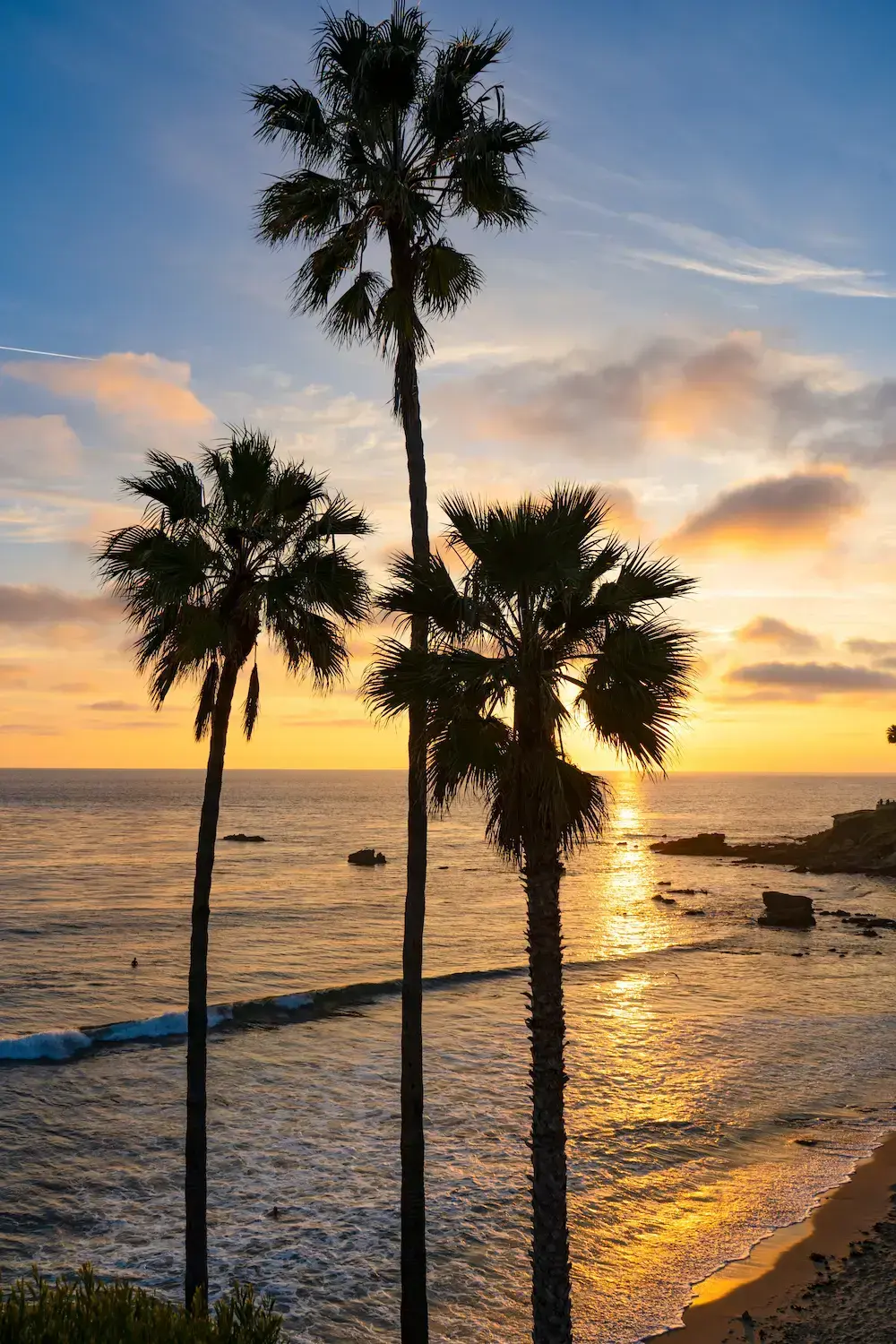 Southern California palm trees