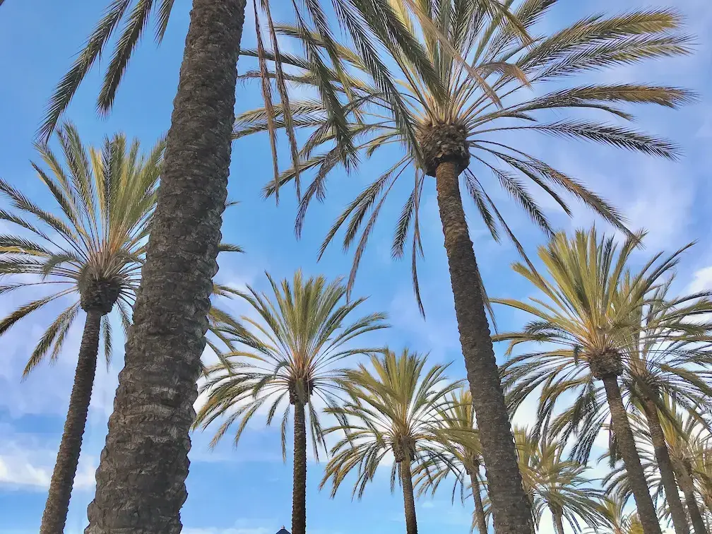 Southern California palm trees